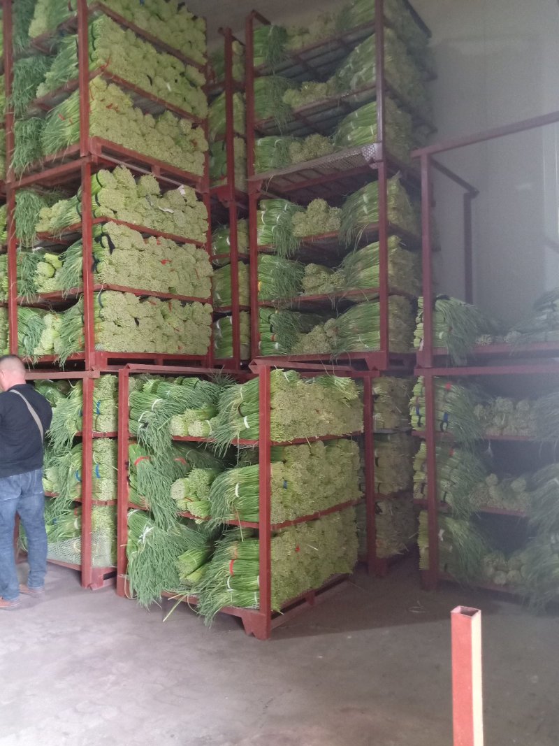 蒜苔保鲜库